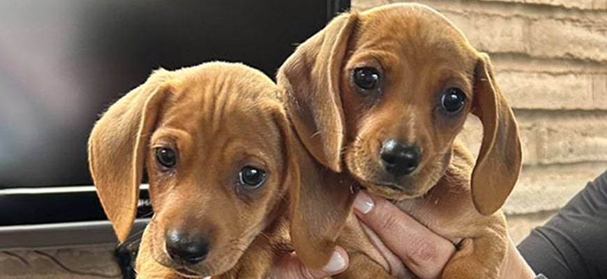 Two small brown puppies with floppy ears are being held by a person, possibly a veterinarian. The puppies have sweet expressions and shiny, black eyes. They appear to be in an indoor setting with a TV and light-colored brick wall in the background.