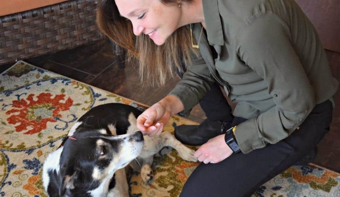 A woman kneeling on a patterned rug smiles as she feeds a treat to her black and white dog, who eagerly looks up at her. They are indoors near a wicker chair. The woman, possibly a veterinarian, wears a green blouse and black pants.
