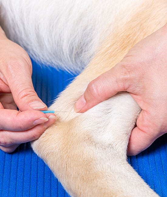 A veterinarian carefully inserts an acupuncture needle into the leg of a light-colored dog, which is resting on a blue mat. The image beautifully captures a close-up of the dog's fur and the vet's precise placement of the needle.