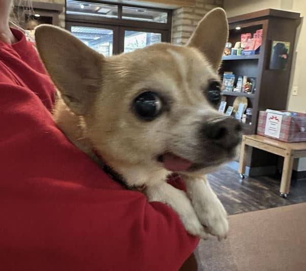 A small tan and white dog with big eyes and its tongue slightly out is being held by a person in a red shirt inside a room with bookshelves and large windows.