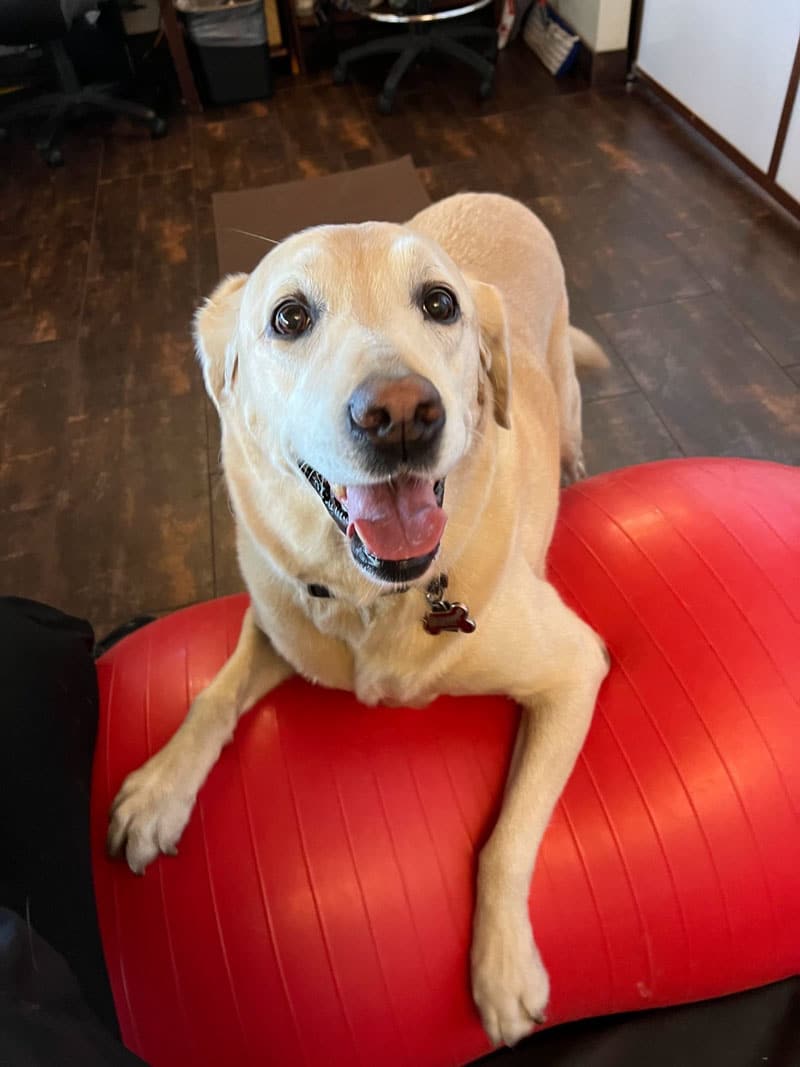 A happy yellow Labrador dog lies with its front paws on a large red exercise ball, looking up with its mouth open and tongue slightly out. The dog is indoors on a dark wood floor.