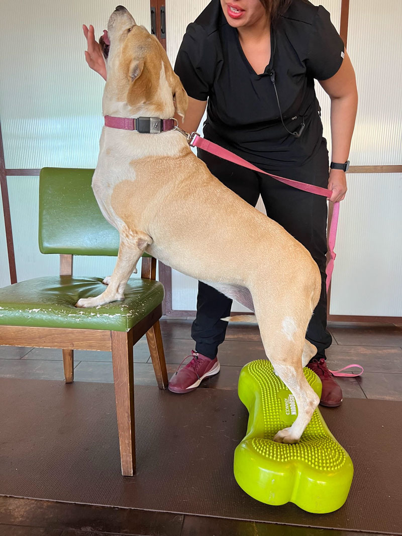 A dog stands with its front paws on a green chair and back paws on a green balance pad, while a person in black holds its leash and offers a treat or gesture near the dog's mouth.