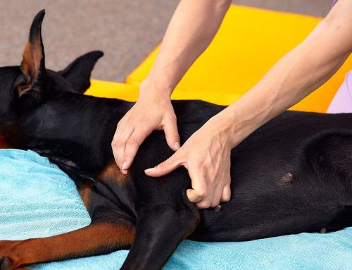 What is Canine Rehabilitation? Benefits Beyond Recovery