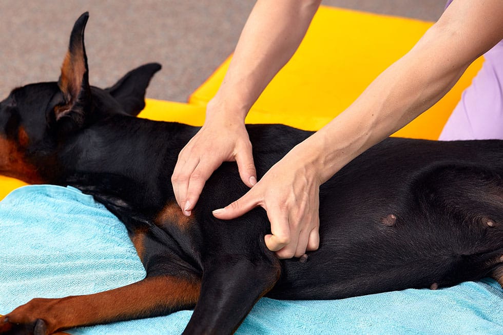 A person massages a black Doberman lying on a blue towel. The dog's ears are perked up, and its fur is sleek and shiny. The person is applying pressure to the dog's side with both hands, implying a therapeutic treatment.