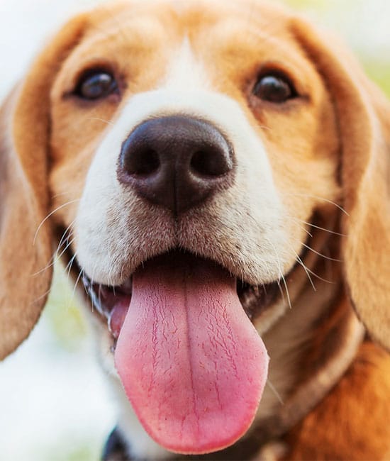 Close-up of a cheerful beagle with its tongue out, as if just back from the vet. The dog's prominent nose and bright, friendly eyes shine against its fur—a charming blend of brown, white, and a hint of black—while the background remains slightly blurred.