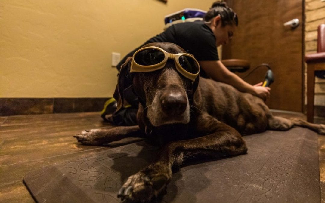 A brown dog wearing protective goggles is lying on a mat, receiving therapy from a vet in a black shirt. The room has warm lighting and a cozy atmosphere.