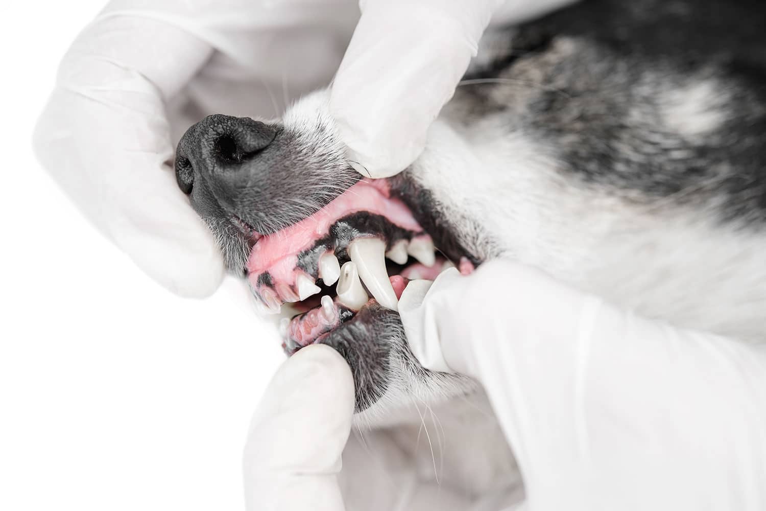 A vet's gloved hands carefully examine a dog's teeth. The dog's mouth is open, revealing its gums and sharp teeth. The black and white fur contrasts with the white background, as the veterinarian conducts a thorough check-up.