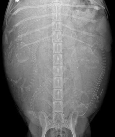 X-ray of a feline abdomen, taken by a veterinarian, shows the spine, ribcage, and several developing fetuses. The skeletal structures of the fetuses are clearly visible, positioned around the mother's spine.