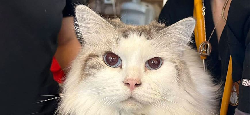 A fluffy white and tabby cat with large eyes is held by two people in dark clothing, perhaps a vet team. The cat's long, well-groomed fur catches the light as it stares directly at the camera.