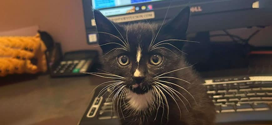 A black and white kitten with wide eyes is sitting adorably in front of a computer keyboard, perhaps dreaming of its future as a vet. The screen in the background is blurred. The kitten has a charming white stripe on its nose and long, playful whiskers.
