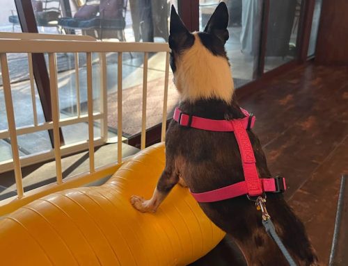 Beat the Heat and Boost Your Dog’s Health at Our Vet-Led Canine Fitness Center