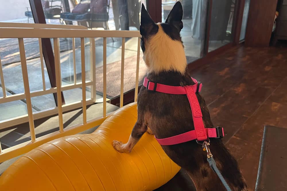 A small dog wearing a pink harness stands with its front paws on a yellow exercise ball, looking out a large window with sunlight streaming in.