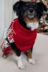 A black, brown, and white dog sits on a light-colored couch, wearing a red sweater with white and black holiday patterns. A decorated Christmas tree is visible in the background.