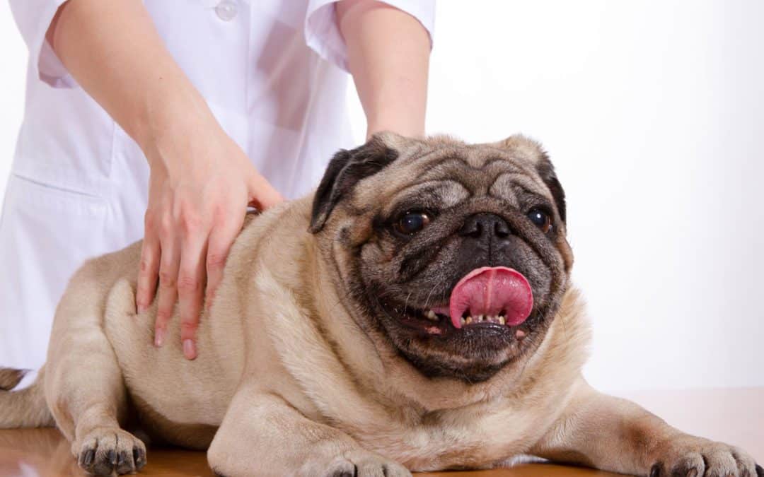 A vet in a white coat is examining a happy pug lying on a table. The pug is panting with its tongue out, appearing relaxed and content.