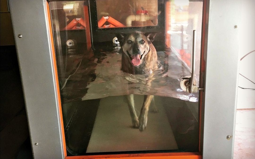 A dog is inside a hydrotherapy treadmill, partially submerged in water. The treadmill is surrounded by a transparent casing, and the dog is walking with its tongue out, looking forward as the veterinarian observes closely.