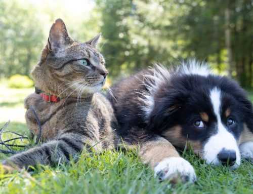 Is My Pet In Pain?