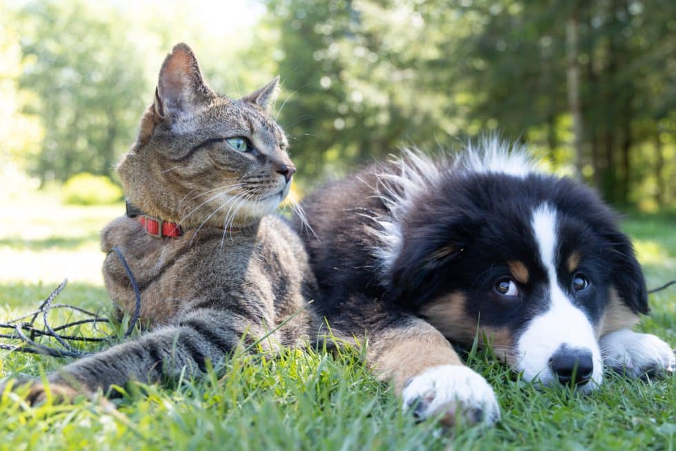 A tabby cat with a red collar and a fluffy black and white puppy lie together on green grass. The cat looks to the left, while the puppy, recently checked by the vet, rests its head on its paws, gazing forward. Sunlight filters through trees in the background.