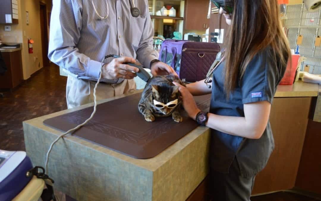 A cat wearing sunglasses sits on the veterinary exam table as two vets in scrubs perform a procedure. One veterinarian gently holds the cat while the other skillfully operates an instrument with a cable.