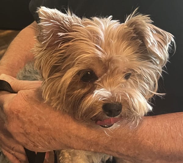 A small, fluffy dog with light brown fur is being gently held by a person with light skin. The dog's tongue is slightly out, and its ears are perked up. The background is dimly lit.