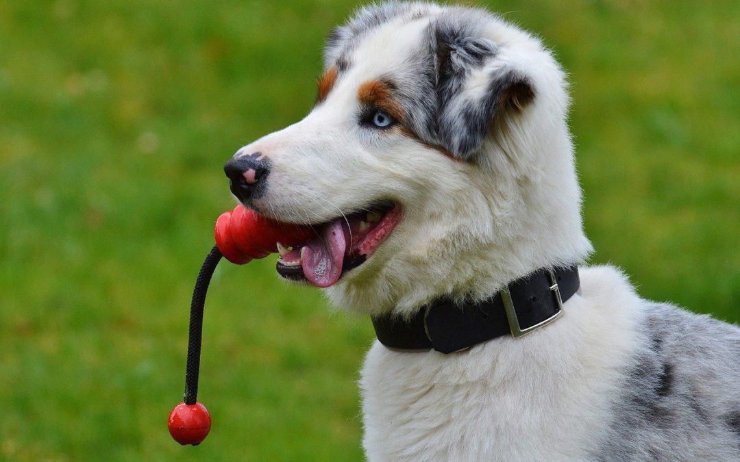 A dog with a merle coat and one blue eye stands on the grass, a red toy clutched in its mouth. Sporting a black collar, it looks content as if just back from a visit to the vet.