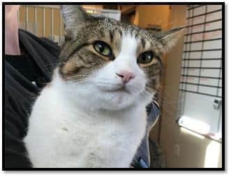 Close-up of a white and brown tabby cat, looking calm as it's held by a veterinarian. The cat is indoors, near a window with blinds gently filtering the light.
