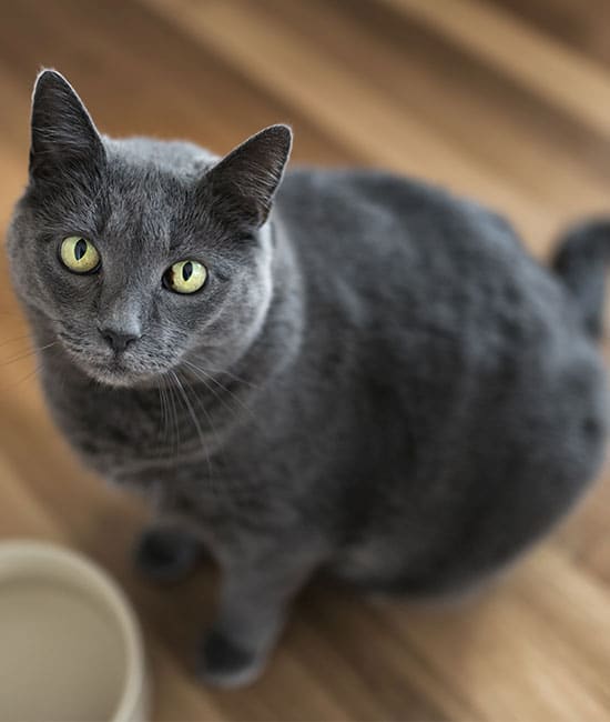 Gray cat with green eyes sits on a wooden floor, gazing up at the camera as if anticipating a visit to the veterinarian. A beige bowl is nearby.