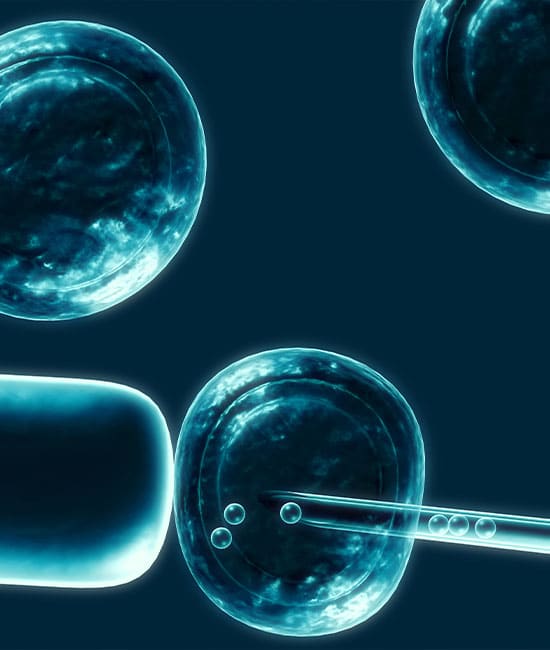Microscopic view of an in-vitro fertilization (IVF) process, where a needle injects sperm into an egg. The image, often reminiscent of procedures conducted by a veterinarian, is dark with cells and the needle highlighted in blue, illustrating a scientific and medical procedure.