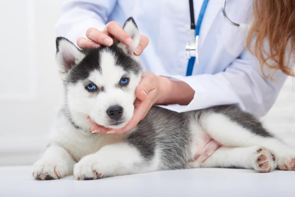 A veterinarian gently examines a husky puppy with black and white fur and blue eyes. The vet, wearing a white coat, holds the puppy's head with both hands as it lies calmly on the table.