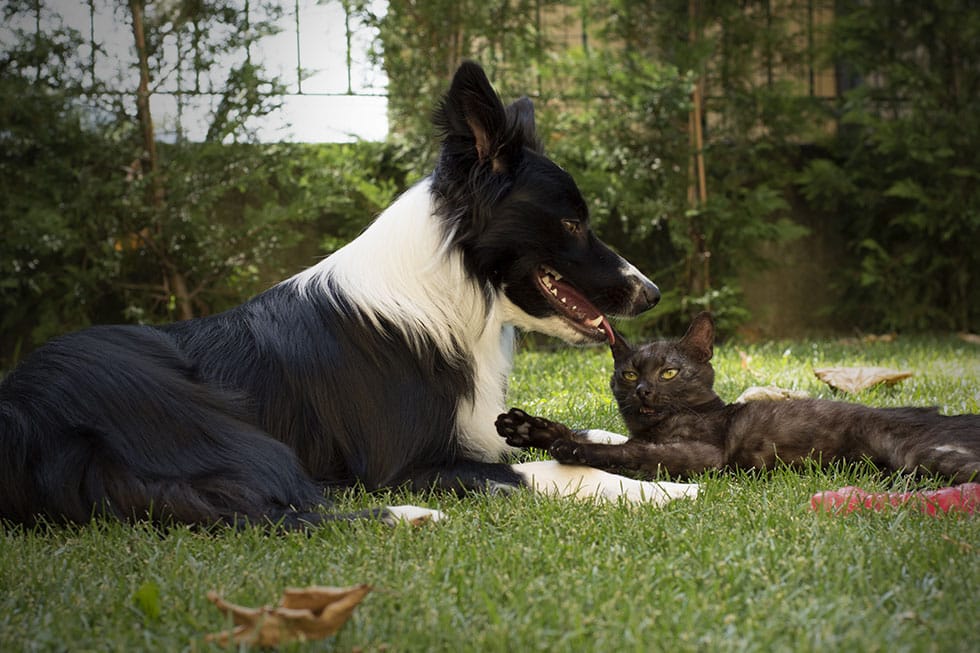 A black and white dog and a dark-colored cat are playfully interacting on the grass in a garden, just like you'd see at the vet's office. The dog gazes at the cat with its mouth open, while the cat gingerly touches its face with one paw. Trees and a fence frame this charming scene.