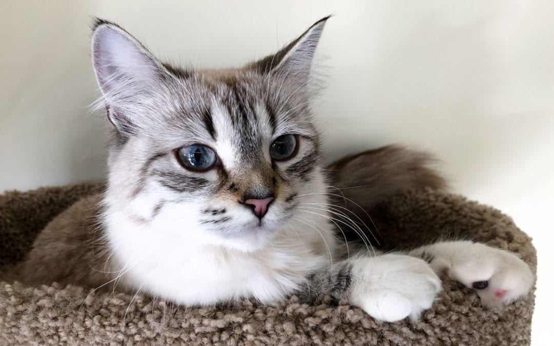 Fluffy white and gray tabby cat with striking blue eyes lounges in a cozy brown cat bed, having just returned from the vet, looking relaxed and content.
