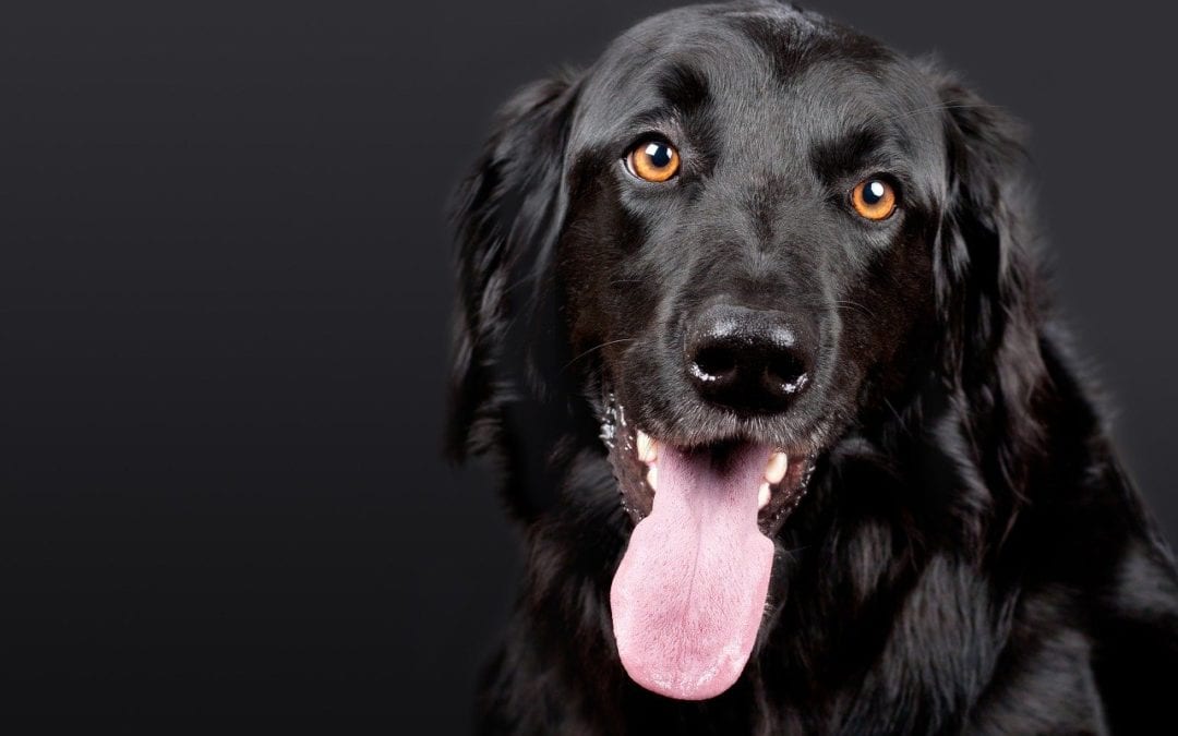 A black dog with shiny fur and bright amber eyes looks directly at the camera, tongue out, reflecting the care of its attentive veterinarian, set against a dark gray background.