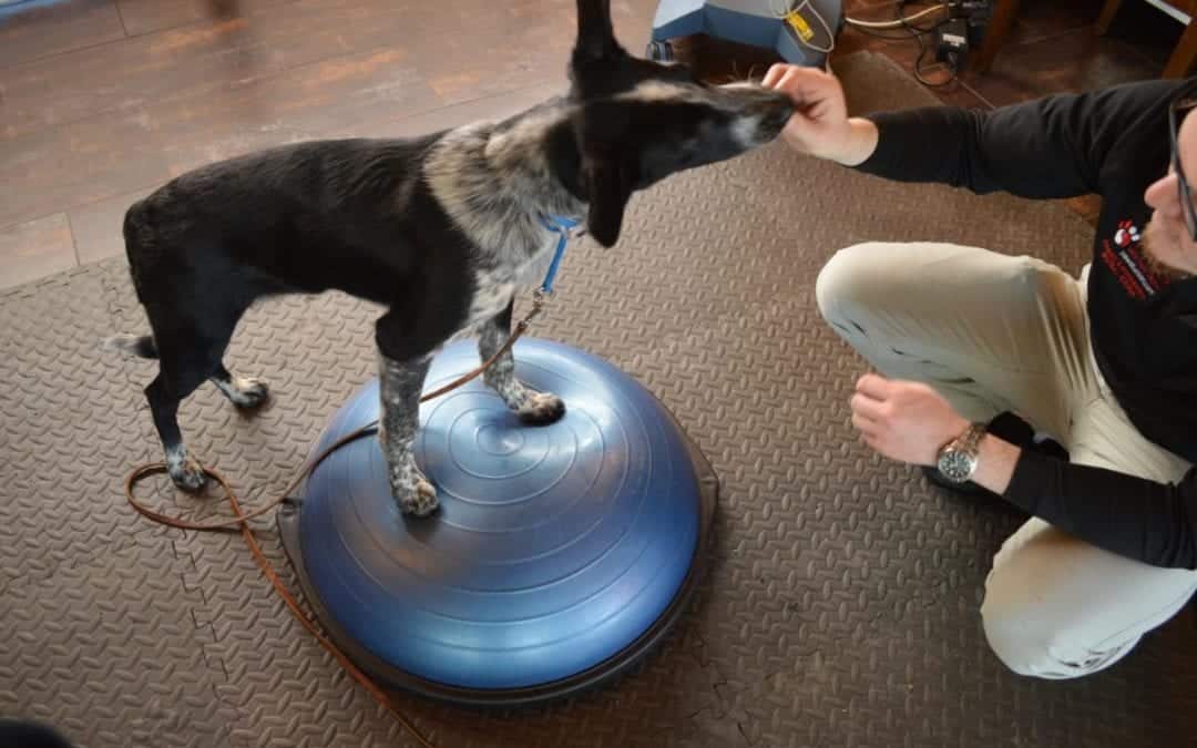 A black and white dog stands on a blue balance trainer as a vet kneels nearby, using their hand to guide the dog. The scene unfolds on a textured floor, where the canine appears focused and balanced.