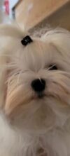 A fluffy white dog with long hair partially covering its eyes and a black hair clip on its head, looking toward the camera.
