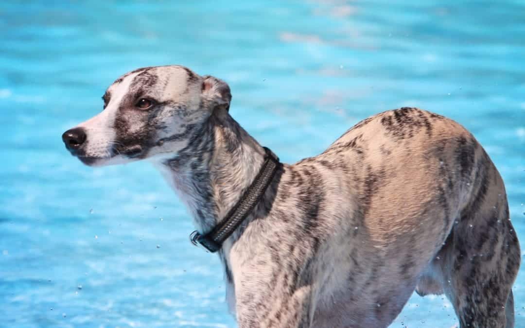 A greyhound with a brindle coat stands in a bright blue, sunlit swimming pool. Droplets of water shimmer on its fur, and it wears a dark collar. The dog looks focused and alert, almost as if ready for its next vet visit to ensure it's in top health.