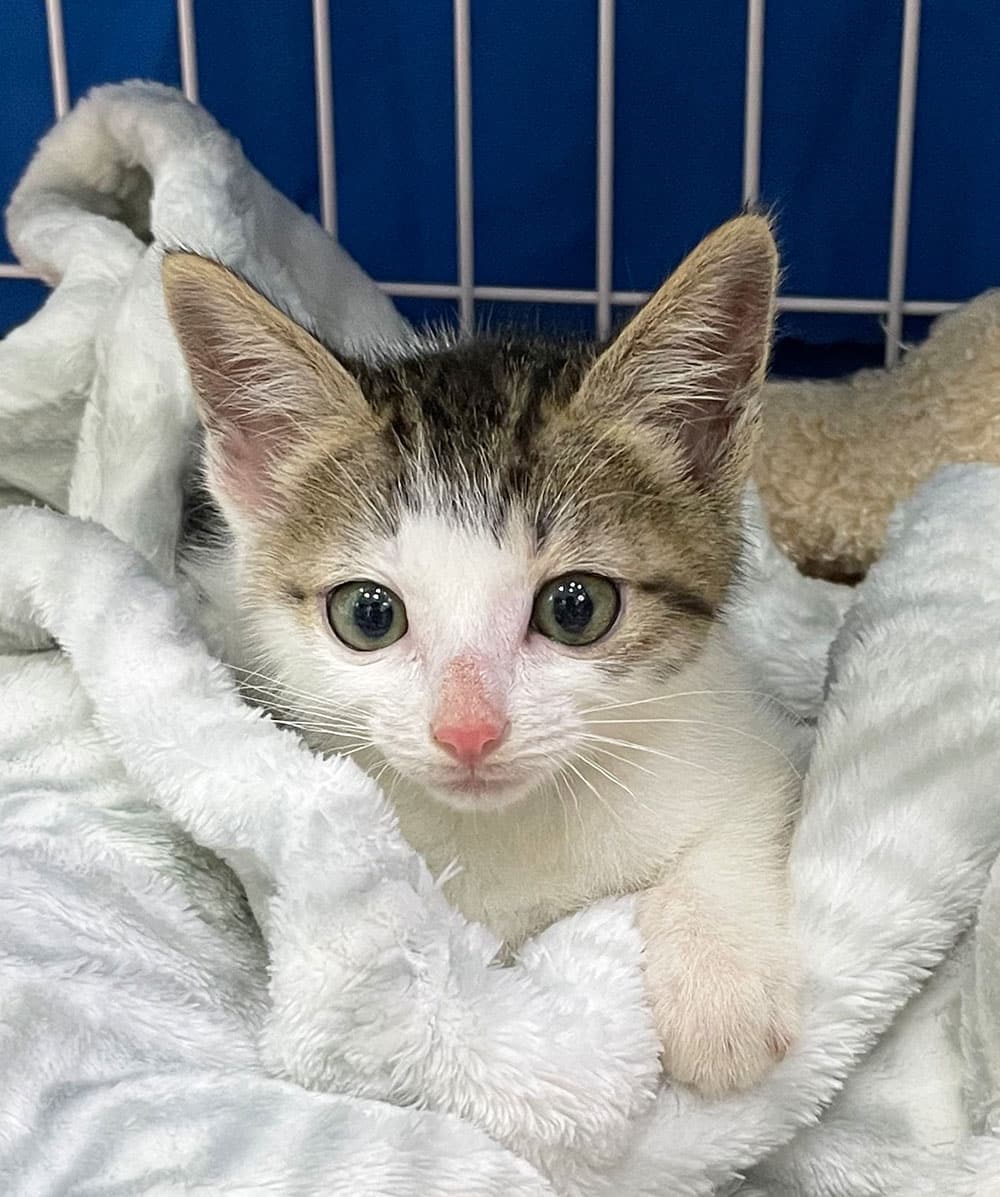 A small white and tabby kitten with large green eyes is nestled in a soft, white blanket. The kitten is looking directly at the camera, surrounded by the cozy fabric within a vet's care area, with part of a metal cage visible in the background.