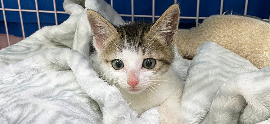 A small kitten with white and gray fur is nestled in soft, fluffy blankets inside a cage at the vet's office. The kitten, with large curious eyes and a pink nose, gazes directly at the camera against a blue and beige background.