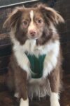 A fluffy brown and white dog with light-colored eyes sits indoors, wearing a green harness and looking directly at the camera.