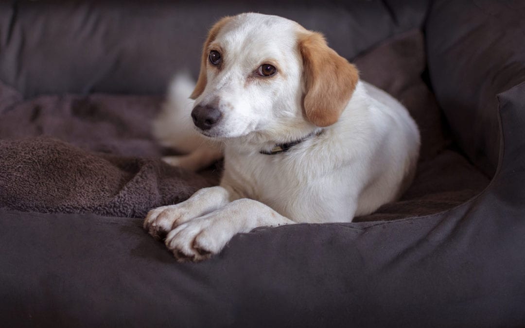 A white and tan dog with a gentle expression lies on a cozy, dark gray pet bed, as if awaiting a visit from the veterinarian. The dog's head is slightly tilted, and its front paws are stretched out comfortably in this calm and relaxed setting.