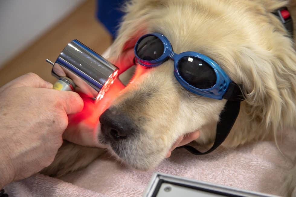 A golden retriever wearing protective goggles lies calmly as a vet administers laser therapy on its face. The veterinarian holds a handheld device emitting red light onto the dog's skin, suggesting a veterinary treatment setting.