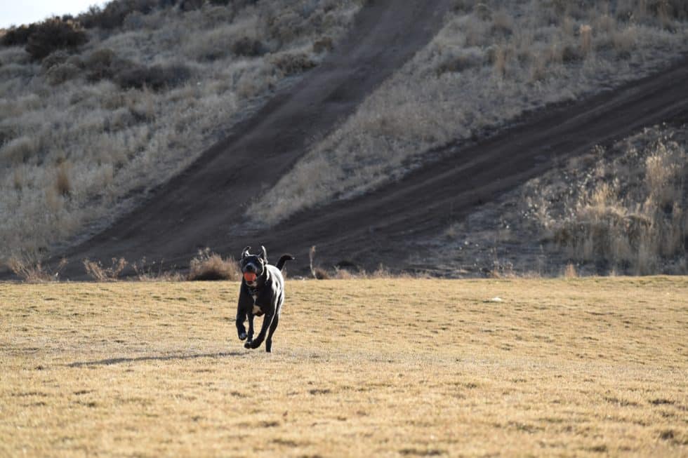 A black dog joyfully runs across an open, grassy field with a dirt hill in the background. The sun casts a warm glow, enhancing the natural landscape as the dog, likely approved by a vet for this activity, carries a small red ball in its mouth.
