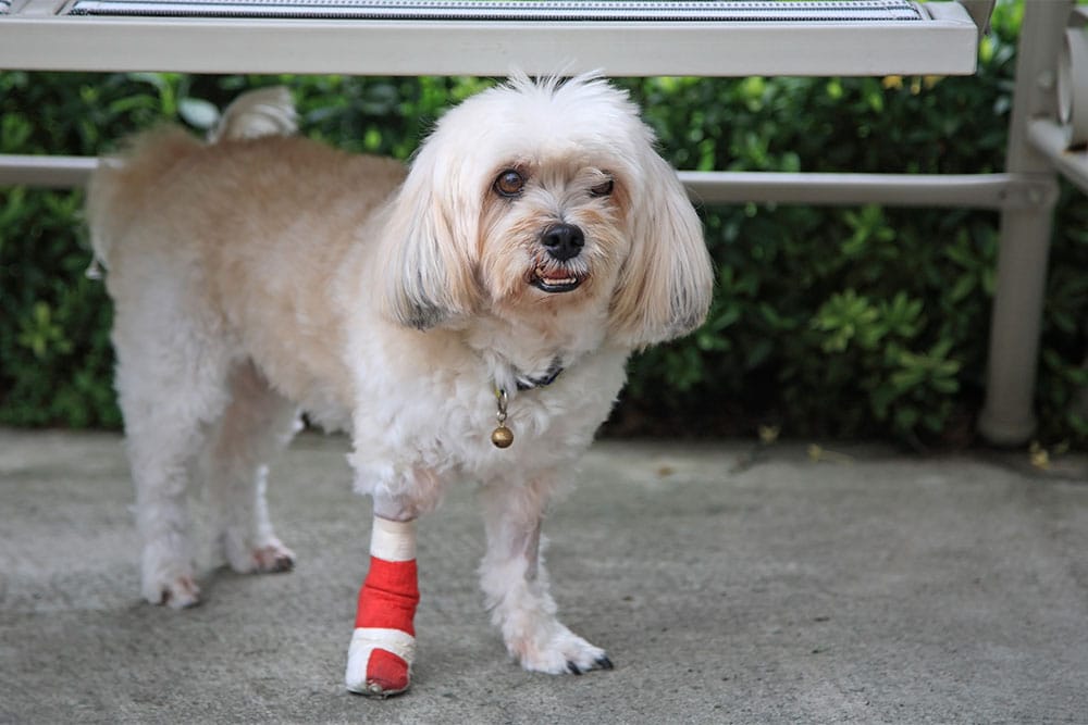Small fluffy dog with light fur stands on a concrete surface with a red bandage on its front paw. The dog is wearing a collar with a bell and is under a metal bench, with greenery in the background.