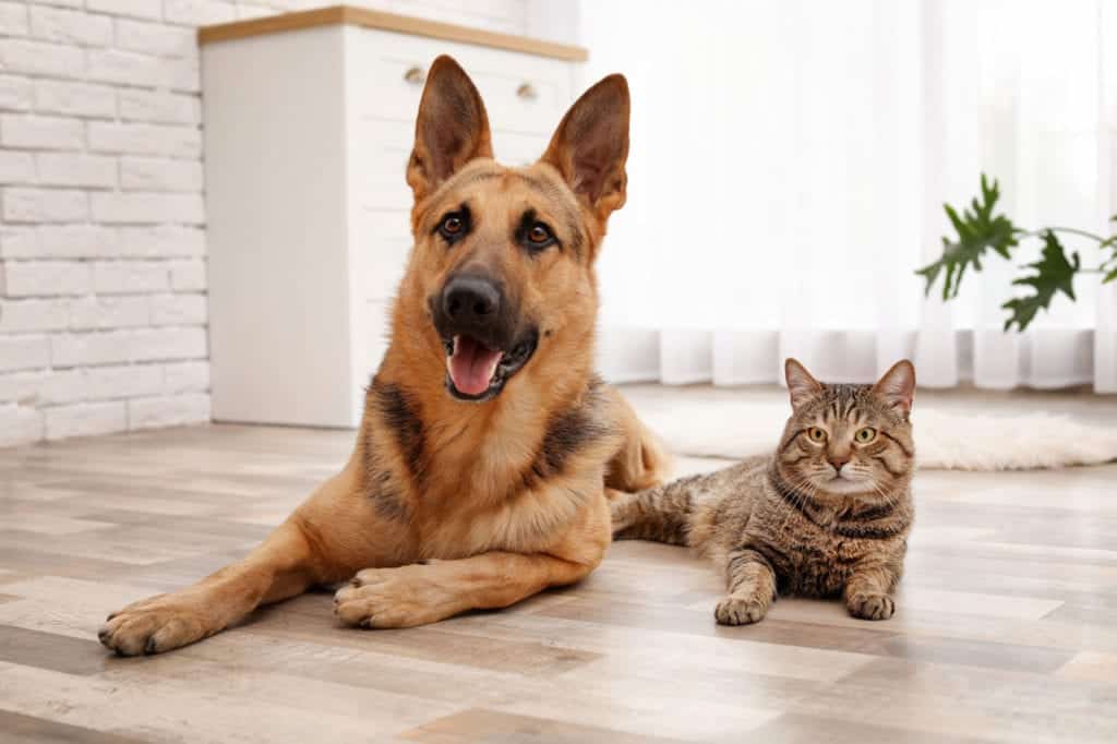 A German Shepherd and a tabby cat lie next to each other on a wooden floor in a bright room. The dog is panting while the cat sits calmly. A white curtain and plant are in the background, creating a peaceful setting that any vet would admire for its tranquility and comfort.