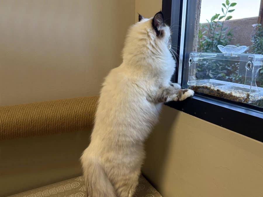 A fluffy white cat stands on its hind legs, peering out of a window. Its front paws rest on the ledge as if seeking a veterinary-approved snack. Outside, there's a clear bird feeder attached to the window, containing some seeds.
