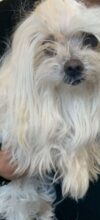 A small, fluffy white dog with long, slightly messy fur is being held by a person wearing a black shirt and a watch. The dog's face is partially covered by its fur.