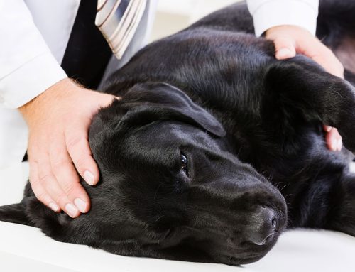 Recognizing pain in dogs