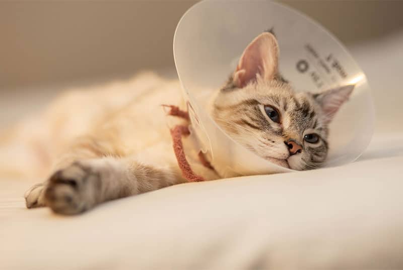 A cat with light fur and dark stripes is lying down, wearing a protective cone around its neck post-vet visit. The transparent cone doesn't bother it at all; the cat looks relaxed, resting comfortably on a soft surface.