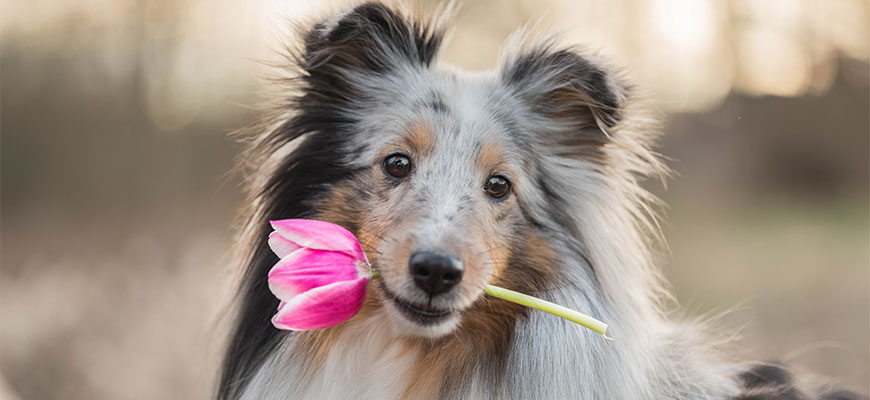 A fluffy dog with a mix of tan, gray, and black fur holds a pink tulip in its mouth. With attentive eyes, it stands in an outdoor setting against a blurred background, looking ready for its appointment with the veterinarian.