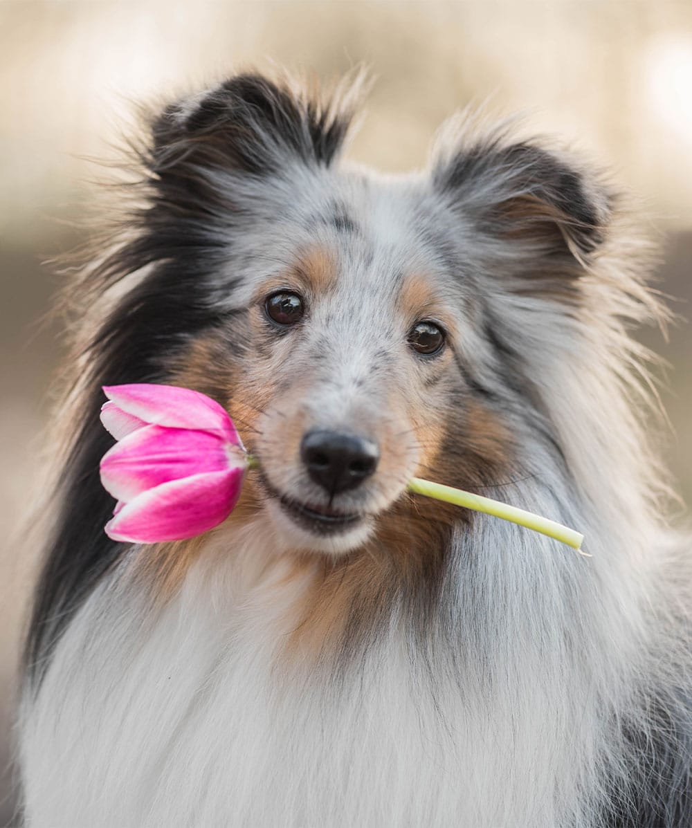 A fluffy Shetland Sheepdog holds a pink tulip gently in its mouth. Its fur, a blend of gray, white, and tan, complements its soft, focused expression—like a scene captured by a loving veterinarian admiring nature's beauty. The background is blurred to highlight the dog and flower.