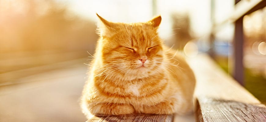 A ginger cat is lying on a wooden bench, basking in warm sunlight. With its eyes closed and appearing relaxed, it could be the perfect picture for a vet's office. The background is blurred, highlighting a sunny setting with soft, golden tones.