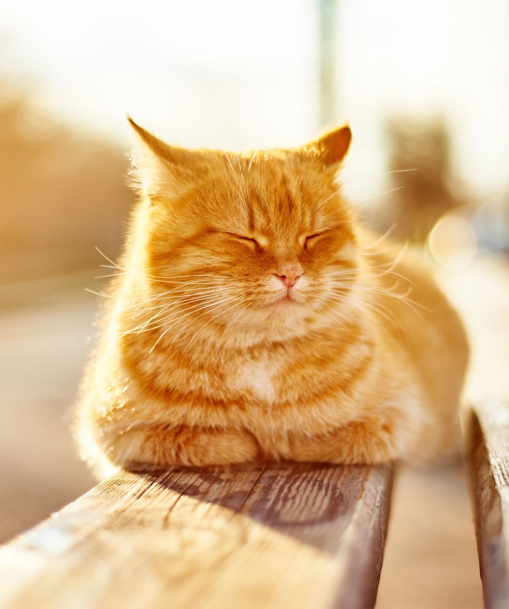 A fluffy orange tabby cat with closed eyes basks in warm sunlight on a wooden bench, like a satisfied patient after a vet visit. Its fur glows warmly, creating a serene and cozy atmosphere.